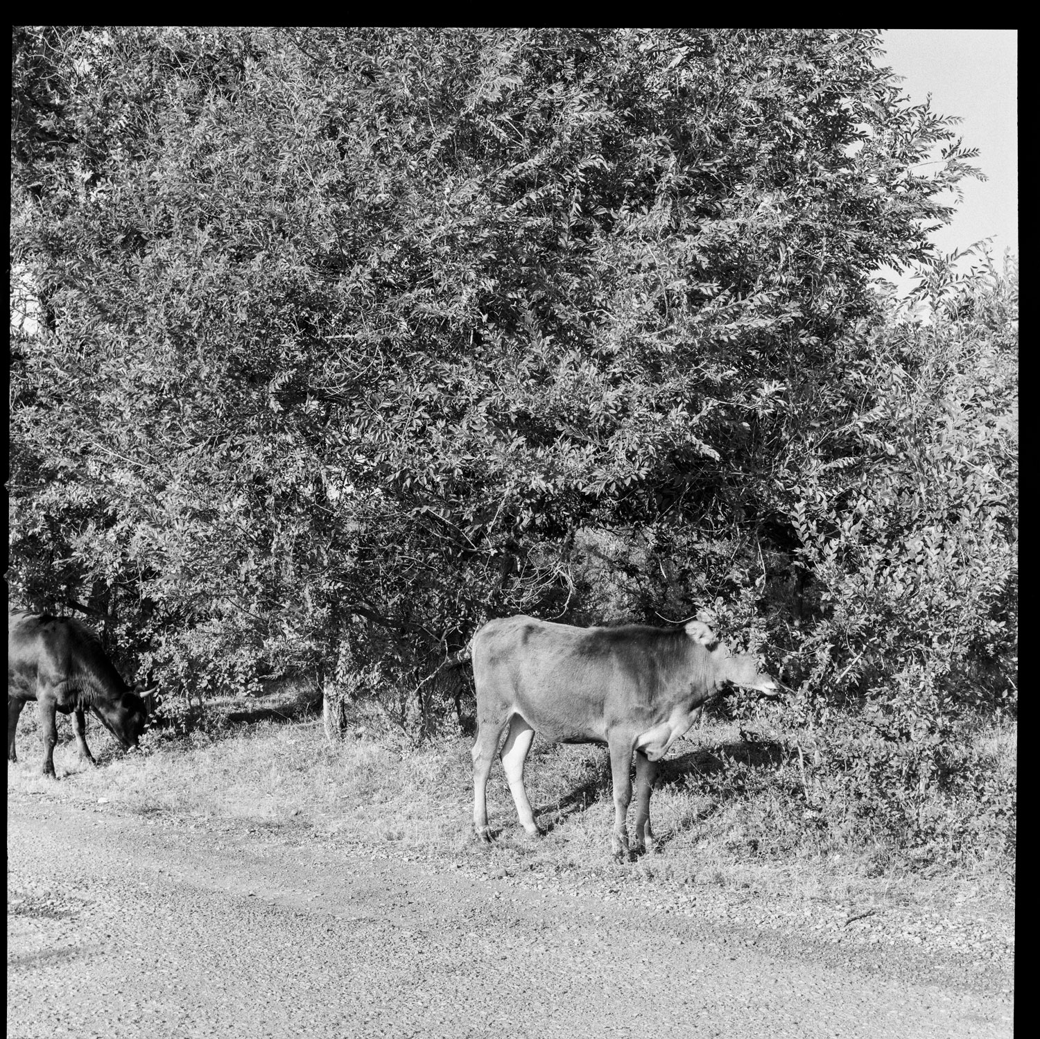 Image description