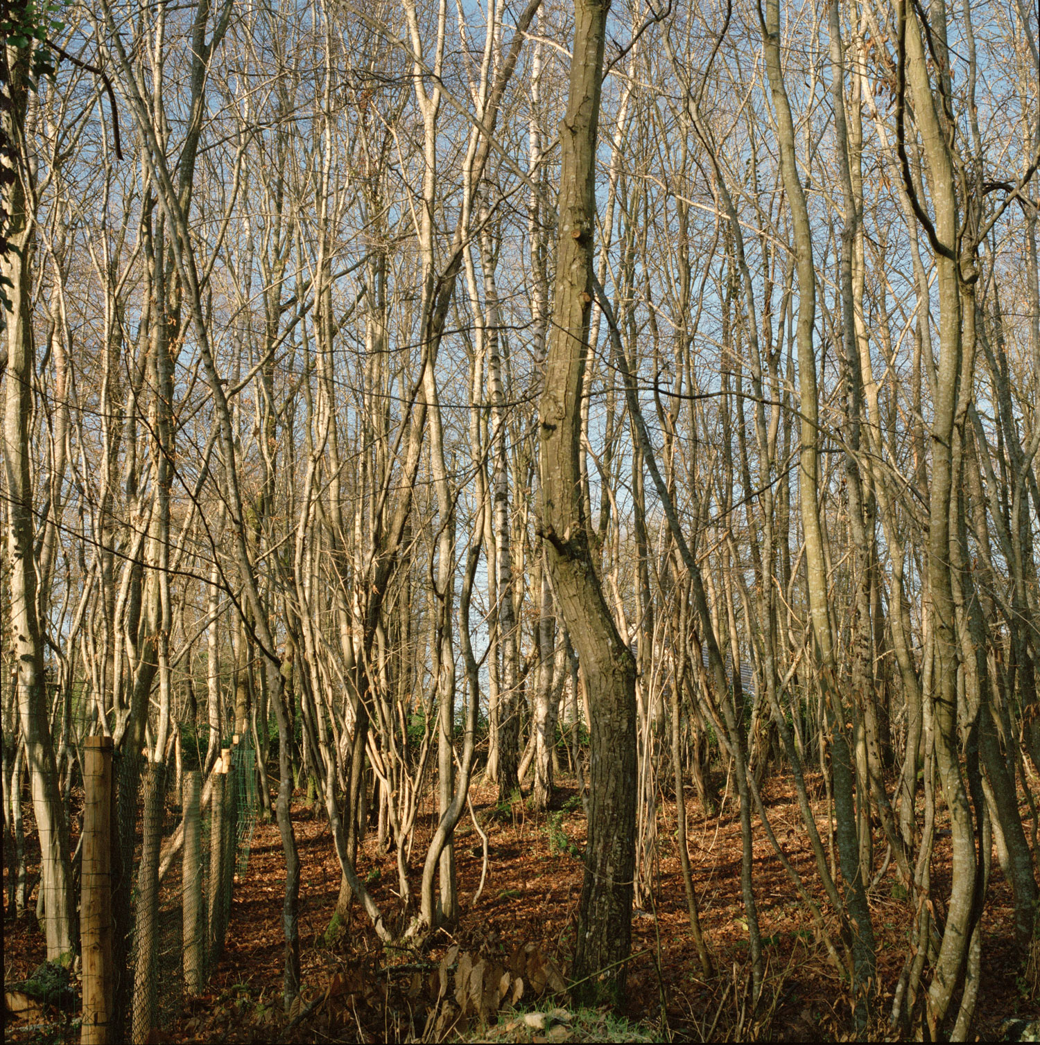 Image description