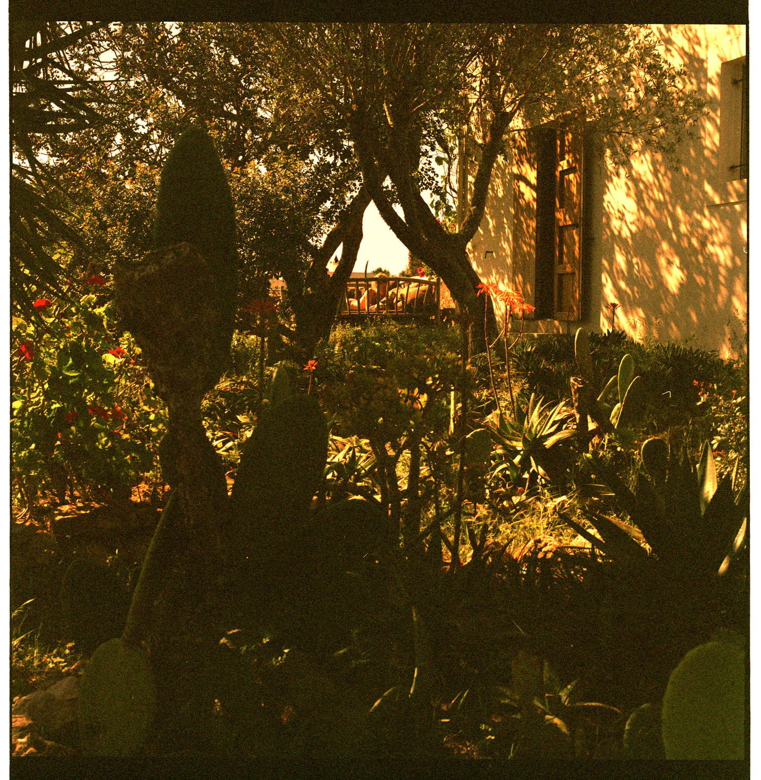 Image description