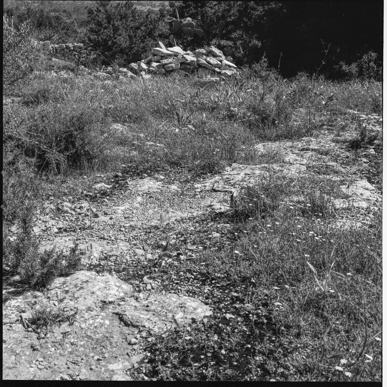 Image description